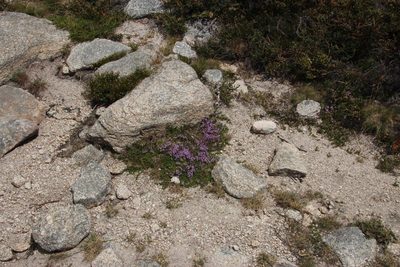 Thymus caespititius, photographed by Tony Rebelo