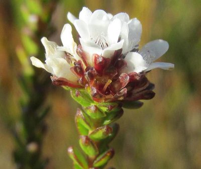 Euchaetis glabra, photographed by douglaseustonbrown