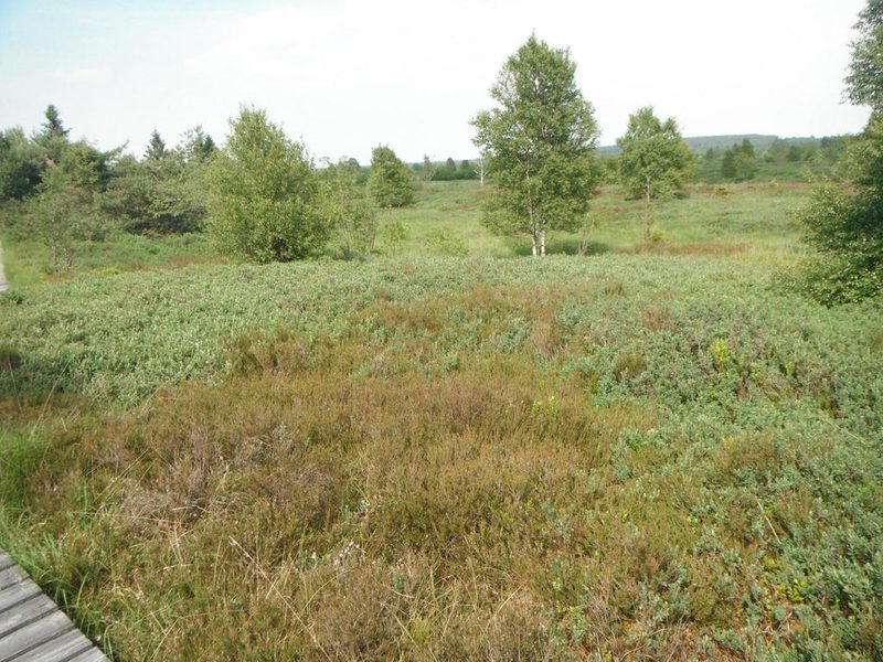 Calluna vulgaris, photographed by Tony Rebelo