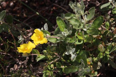 Cistus lasianthus, photographed by Tony Rebelo