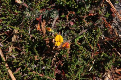 Lotus palustris, photographed by Tony Rebelo