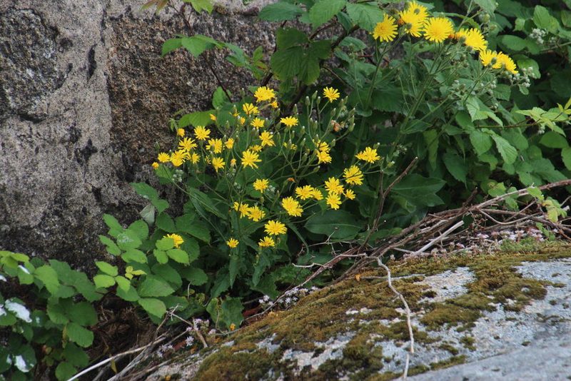 Crepis lampsanoides, photographed by Tony Rebelo