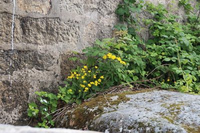 Crepis lampsanoides, photographed by Tony Rebelo
