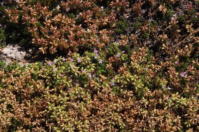 Thymus caespititius, photographed by Tony Rebelo