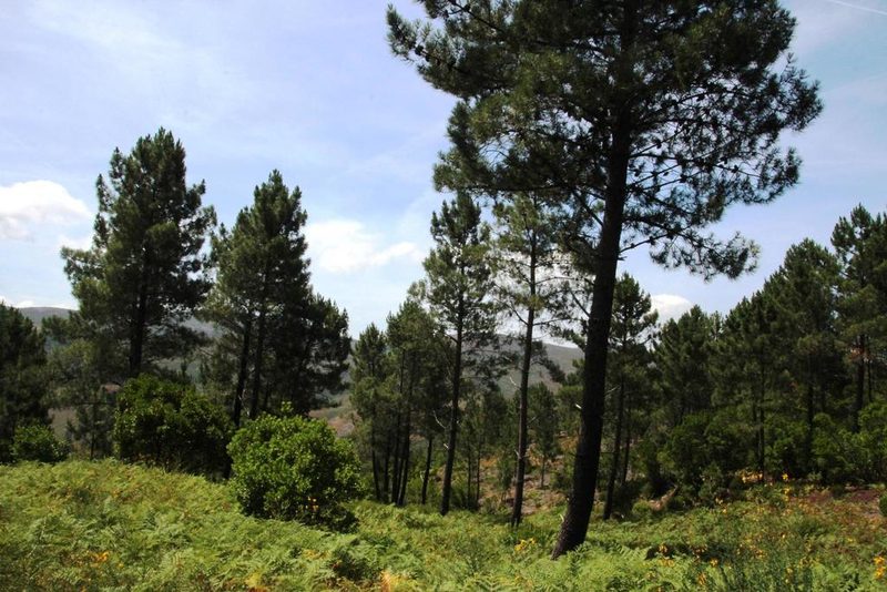 Pinus pinaster, photographed by Tony Rebelo