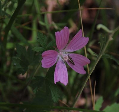 Malva tournefortiana, photographed by Tony Rebelo