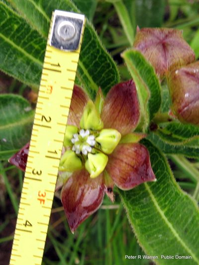 Pachycarpus concolor, photographed by Peter Warren