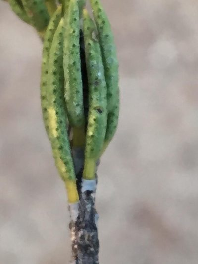 Acmadenia wittebergensis, photographed by Dave U