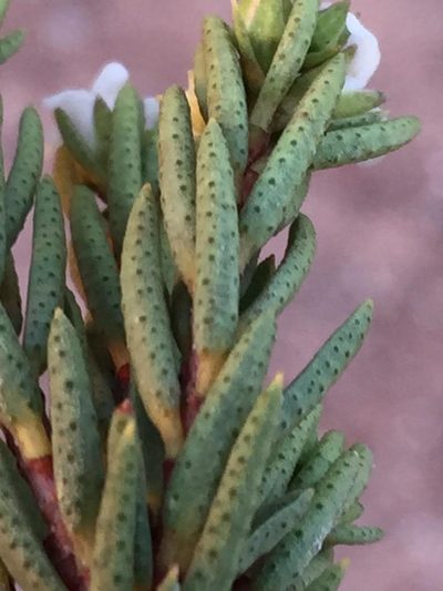 Acmadenia wittebergensis, photographed by Dave U