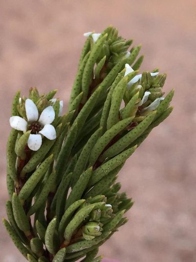 Acmadenia wittebergensis, photographed by Dave U