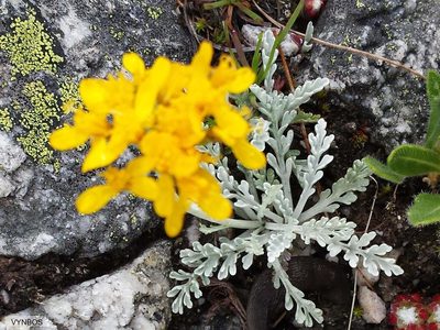 Jacobaea incana, photographed by Chris Vynbos