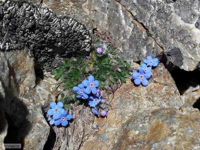 Eritrichium nanum, photographed by Chris Vynbos