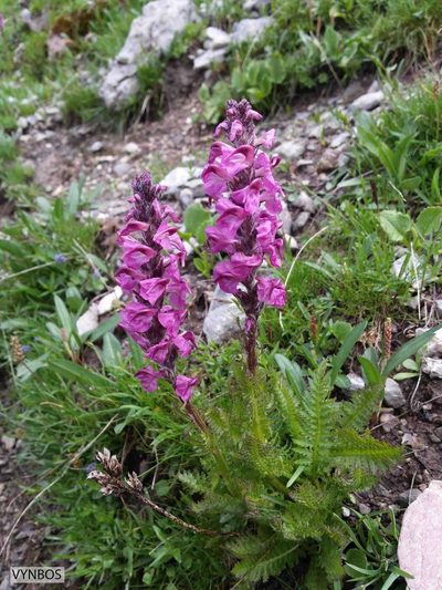 Pedicularis rostratospicata, photographed by Chris Vynbos