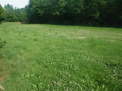 Trifolium repens