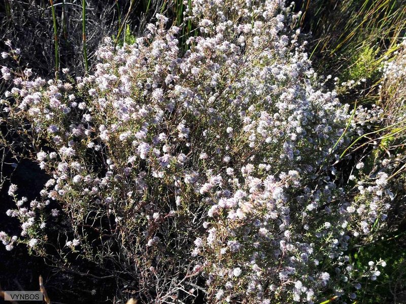 Erica eriocephala, photographed by Chris Vynbos