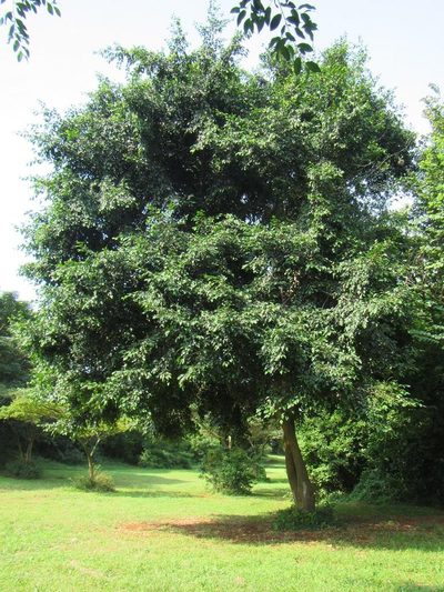 Celtis mildbraedii, photographed by douglaseustonbrown