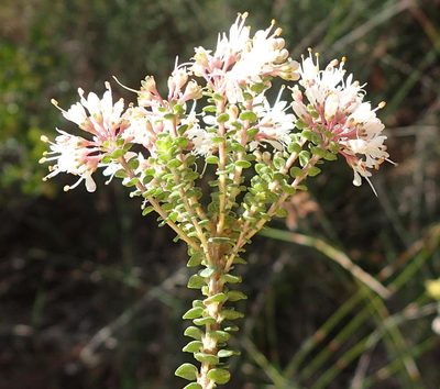 Agathosma muirii, photographed by Nicola van Berkel