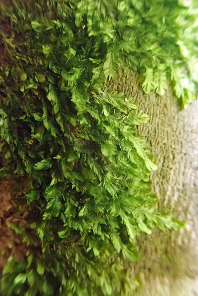 Orthorrhynchium elegans, photographed by Peter de Lange