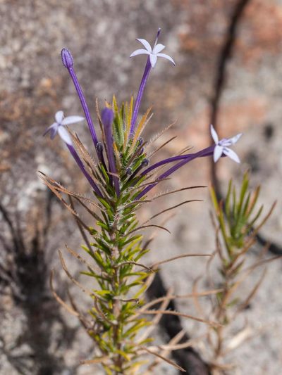 Merciera tenuifolia, photographed by magriet b