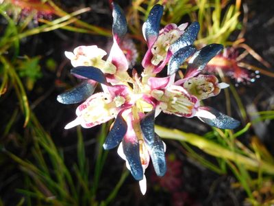 Disa atricapilla, photographed by Charles Stirton