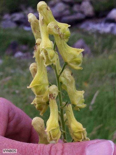 Aconitum vulparia, photographed by Chris Vynbos