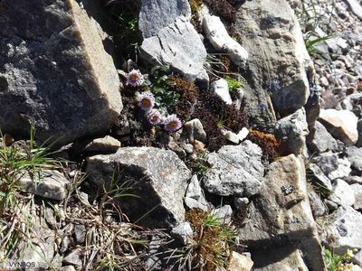 Erigeron uniflorus, photographed by Chris Vynbos