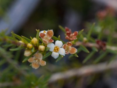 Lachnaea filicaulis, photographed by magriet b