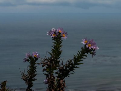 Senecio speciosissimus, photographed by magriet b
