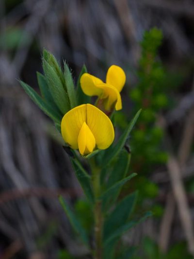 Liparia angustifolia, photographed by magriet b