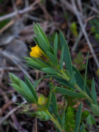 Liparia angustifolia, photographed by magriet b