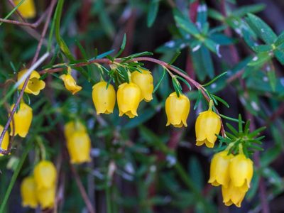 Erica campanularis, photographed by magriet b