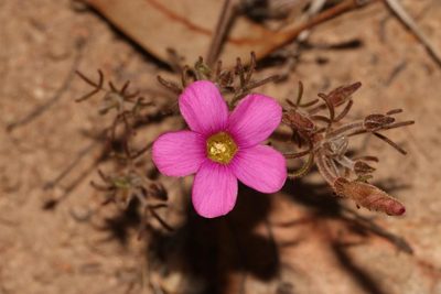 Oxalis droseroides, photographed by Brian du Preez