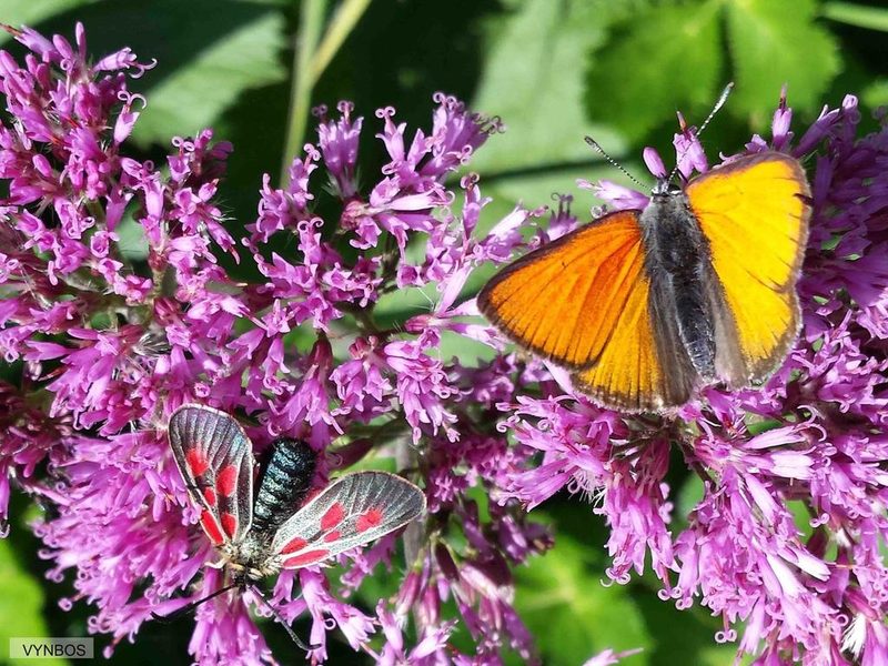 Adenostyles alliariae, photographed by Chris Vynbos