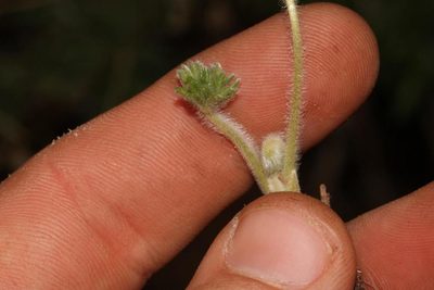 Oxalis tomentosa, photographed by Brian du Preez