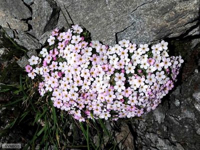 Androsace alpina, photographed by Chris Vynbos