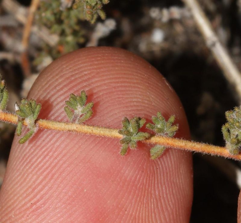 Aspalathus prostrata, photographed by Brian du Preez