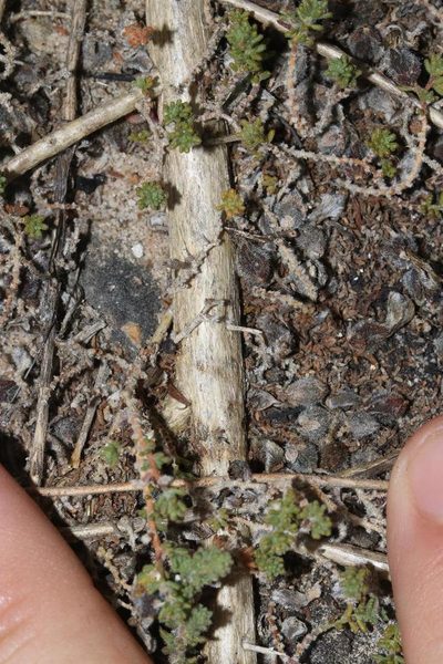 Aspalathus prostrata, photographed by Brian du Preez