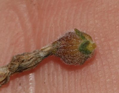 Aspalathus prostrata, photographed by Brian du Preez