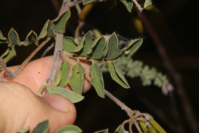 Indigofera superba, photographed by Brian du Preez