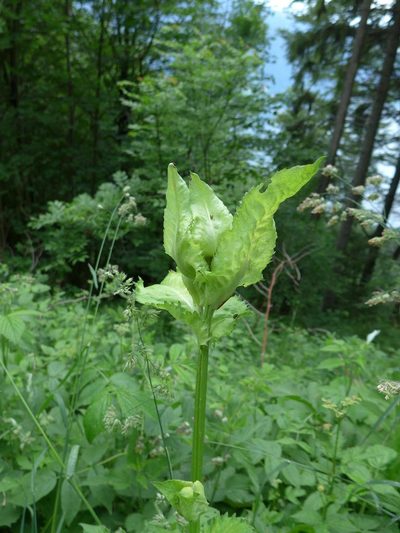 Cirsium oleraceum, photographed by Tony Rebelo
