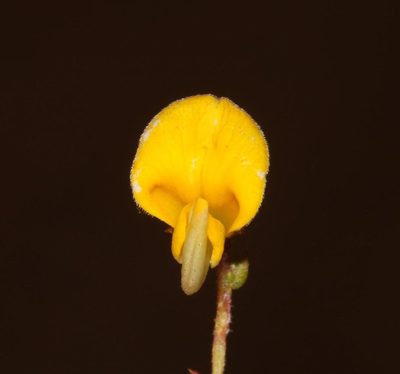 Aspalathus microphylla, photographed by Brian du Preez