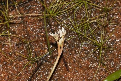 Aponogeton angustifolius, photographed by Brian du Preez