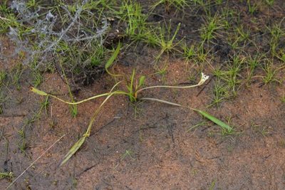 Aponogeton angustifolius, photographed by Brian du Preez