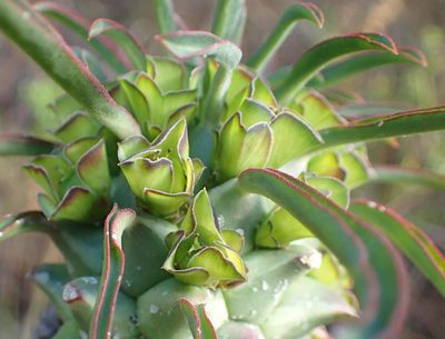 Euphorbia clandestina, photographed by Nicola van Berkel