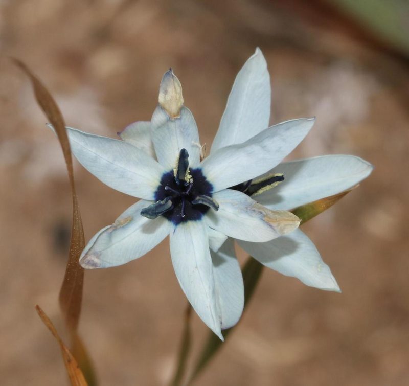 Ixia viridiflora, photographed by Brian du Preez