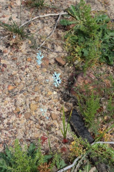 Ixia viridiflora, photographed by Brian du Preez