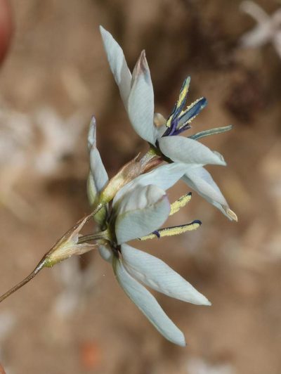Ixia viridiflora, photographed by Brian du Preez