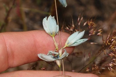 Ixia viridiflora, photographed by Brian du Preez