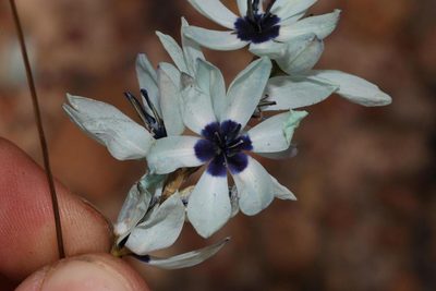 Ixia viridiflora, photographed by Brian du Preez