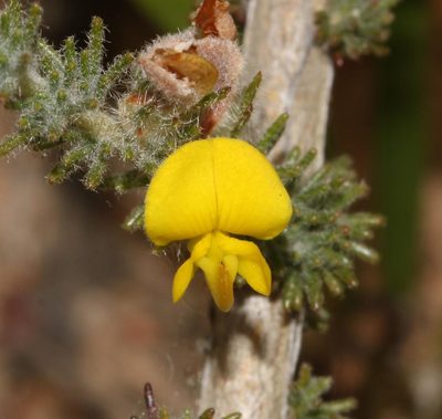 Aspalathus flexuosa, photographed by Brian du Preez